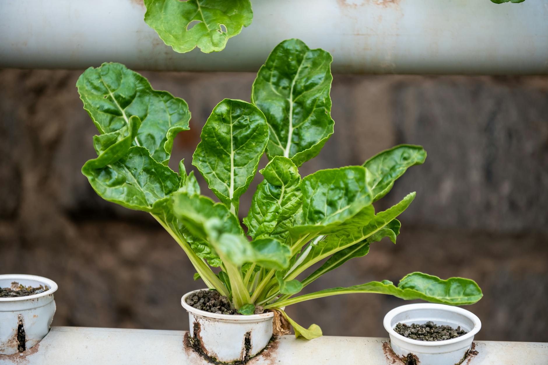 Advanced hydroponic growing system with multiple plant chambers and monitoring equipment
